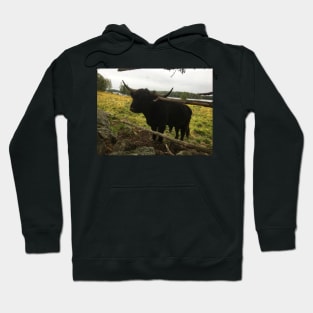 Scottish Highland Cattle Dark Black Bull 2089 Hoodie